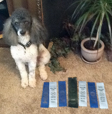 FALL 2014 UPDATE: Boo got his Novice Title at his first UKC trial with 3 first places