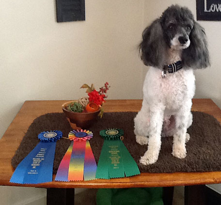 Fall 2014 UPDATE: Boo got his last Rally leg and Rally Excellent Title this week with a first place!