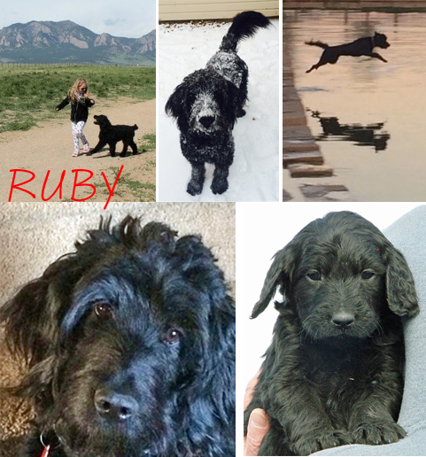 Ruby shown currently and as a pup